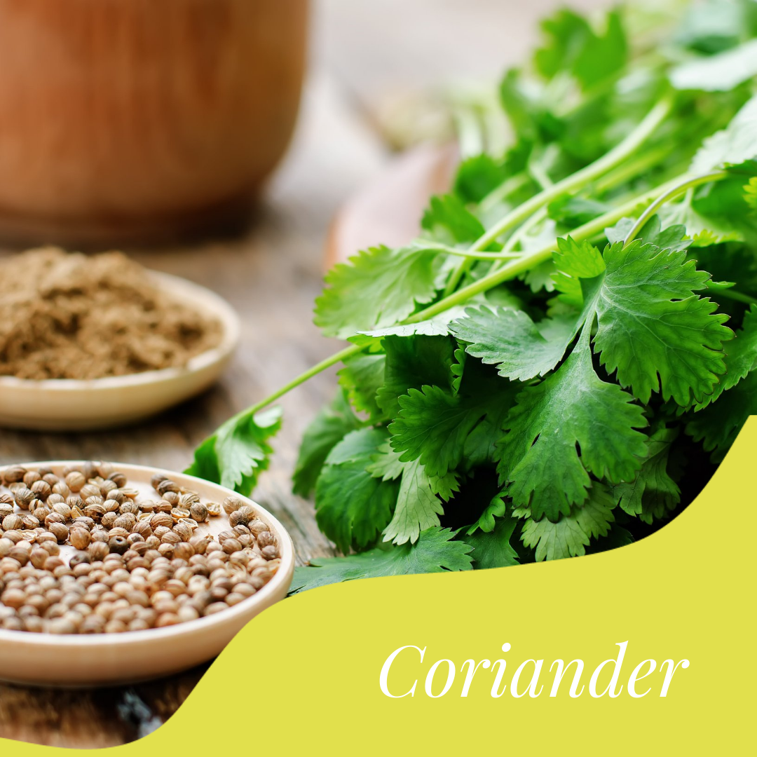 Coriander zingfoods